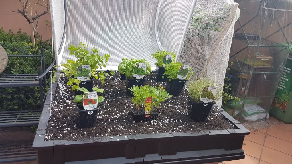 Lining up the plants in the pod