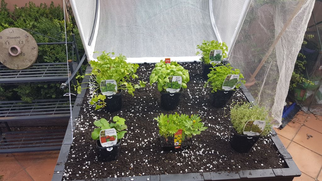Lining up the plants