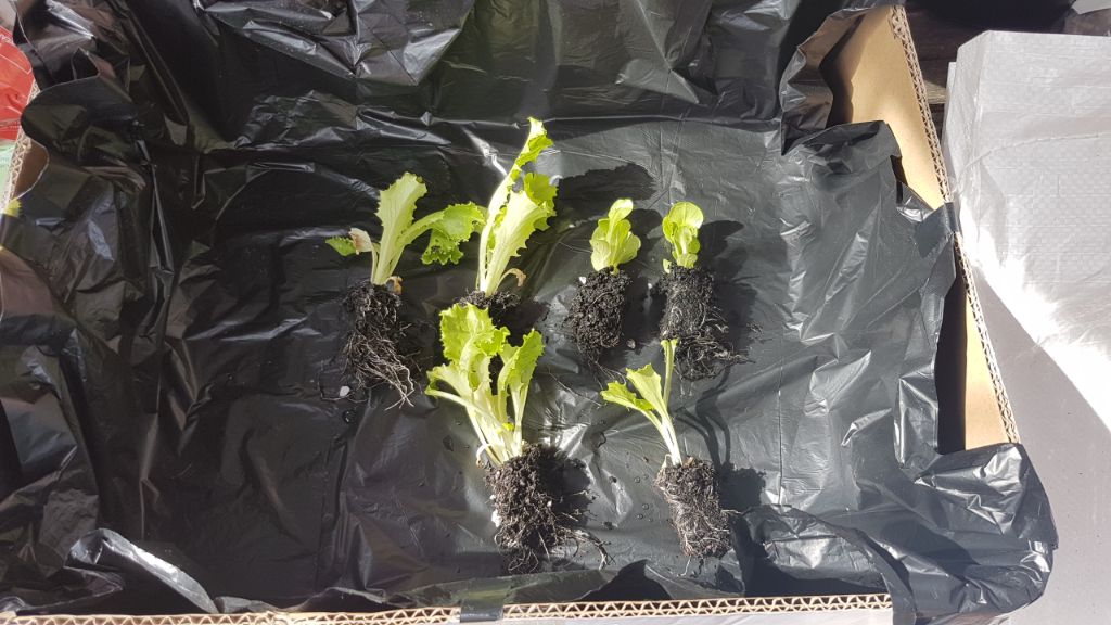 Cos lettuce separated out