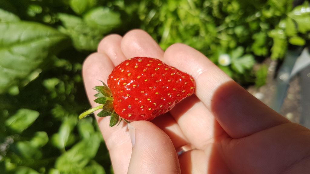 Beautiful strawberry